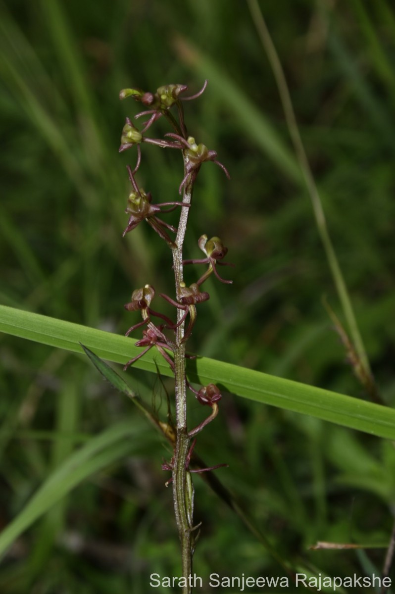 Liparis nervosa (Thunb.) Lindl.